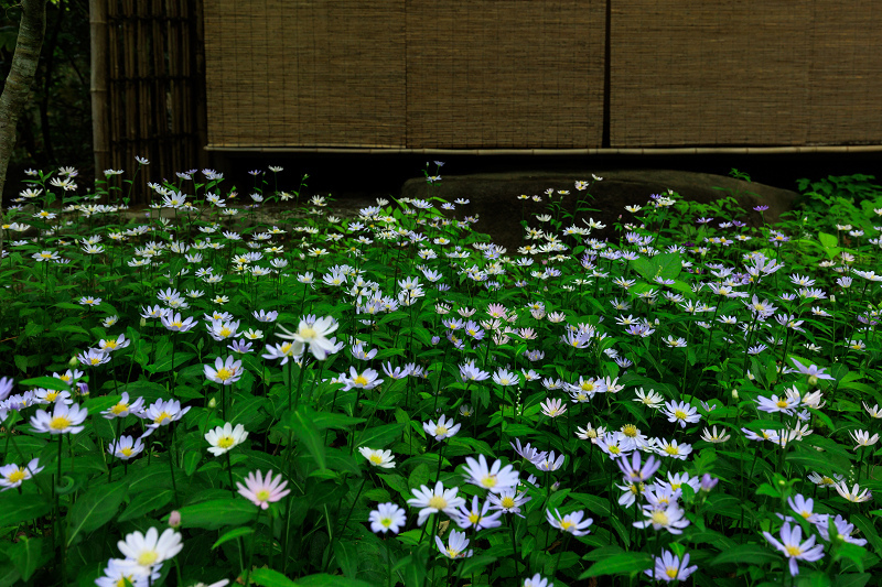 大原菊と初夏の花咲く蓮華寺_f0155048_22034336.jpg