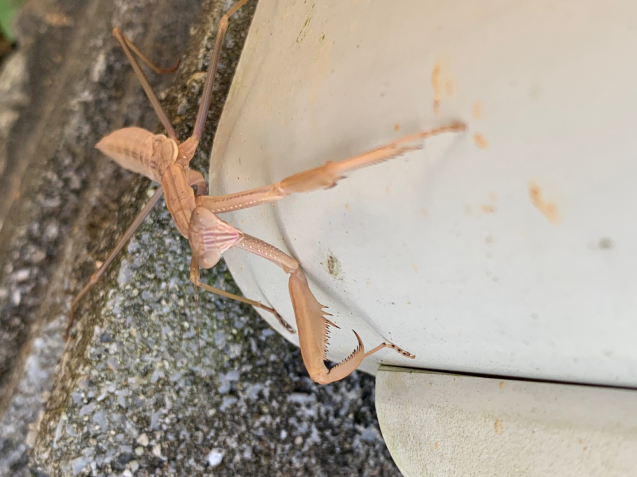 茶色のカマキリ_e0098955_21415110.jpg