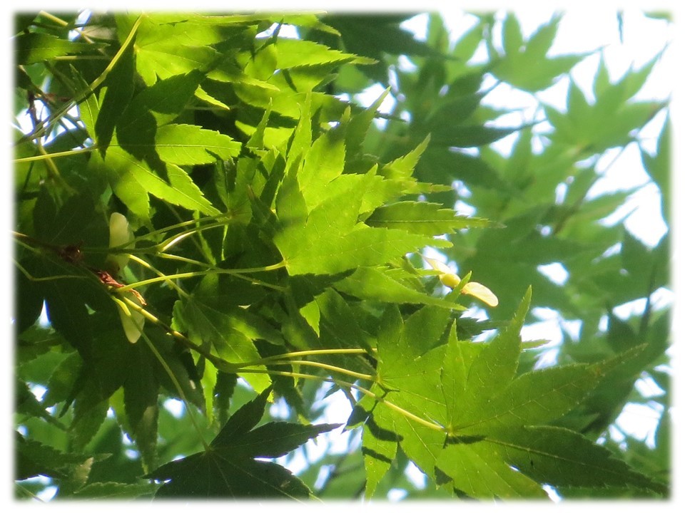 夏真っ盛り!そして夏バテ真っ最中です…。_c0185858_14460032.jpg
