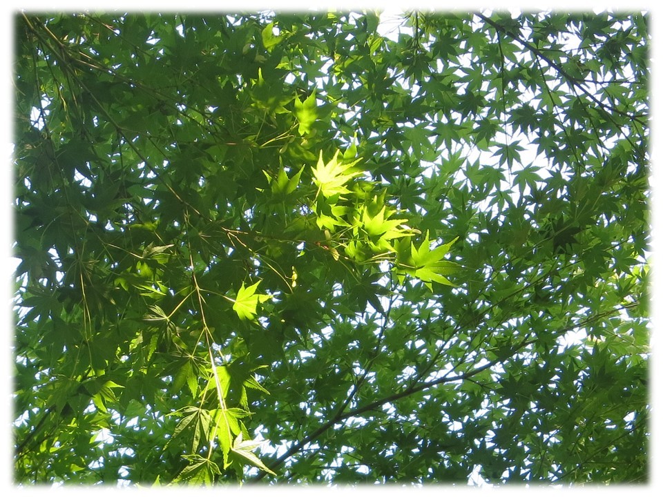 夏真っ盛り!そして夏バテ真っ最中です…。_c0185858_14460494.jpg