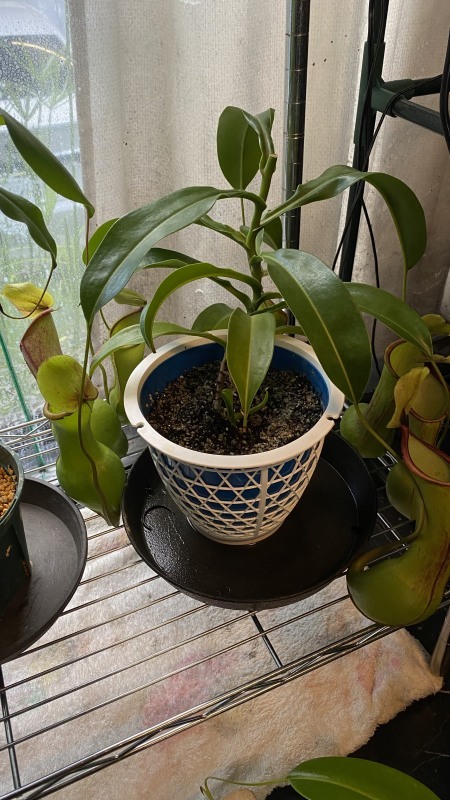 植物「新しいネペンテスお迎えしました&ネペンテス・アラータ\" ヒスイ \"の挿し木」_b0362459_20555142.jpg