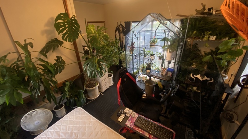 植物「新しいネペンテスお迎えしました&ネペンテス・アラータ\" ヒスイ \"の挿し木」_b0362459_21174894.jpg