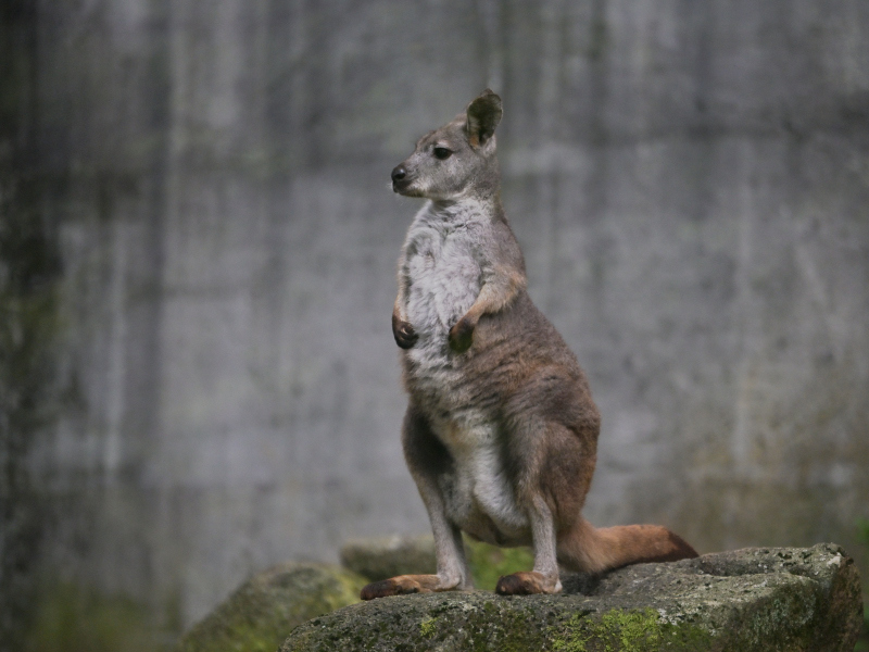 ワラビーよりも カンガルーより Bonsoir