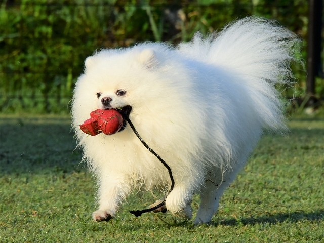 飼い主は砂糖のように甘い_d0360206_19094022.jpg