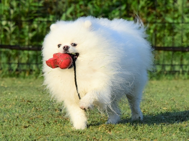 飼い主は砂糖のように甘い_d0360206_19094080.jpg