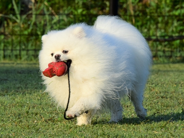 飼い主は砂糖のように甘い_d0360206_19094098.jpg