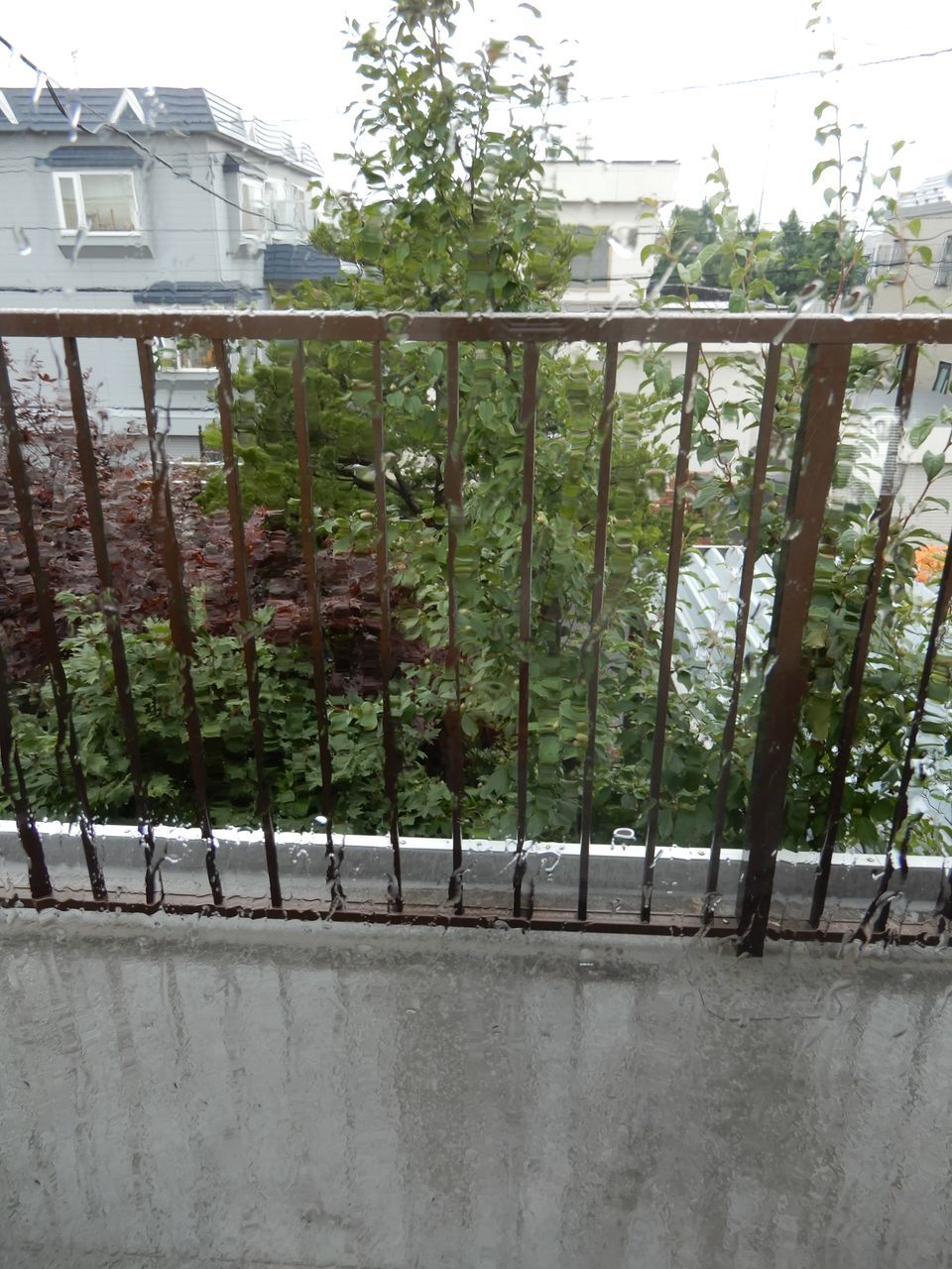 本格的な雨になりました_c0025115_21285728.jpg