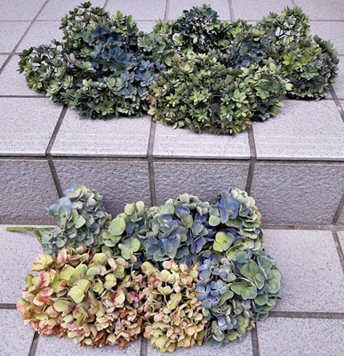 紫陽花でリース作り_f0129726_18403396.jpg