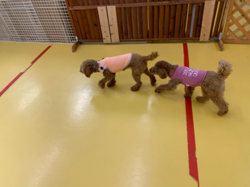 保育園ブログ_f0357682_15582585.jpg