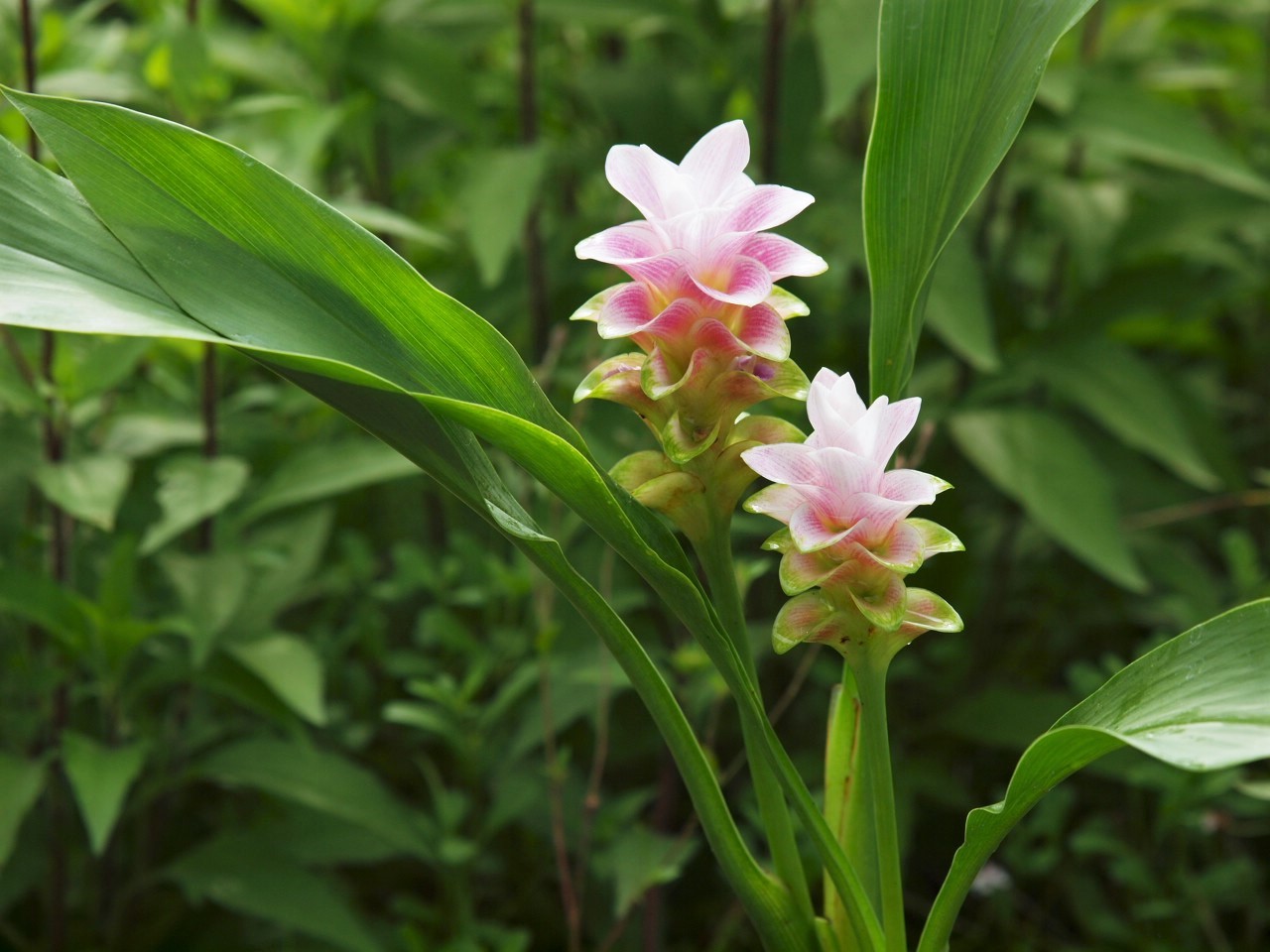 クルクマ Flowers