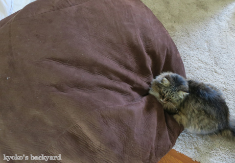 猫的クッションの使い方_b0253205_01241773.jpg