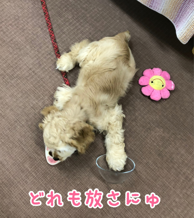 アブハチ二兎追わず。_b0067012_00560801.jpg