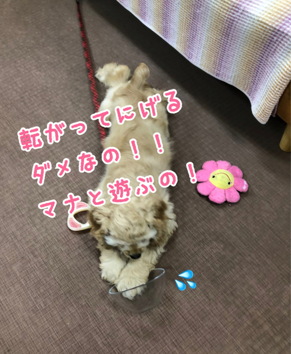 アブハチ二兎追わず。_b0067012_00563569.jpg