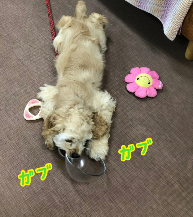 アブハチ二兎追わず。_b0067012_00565478.jpg