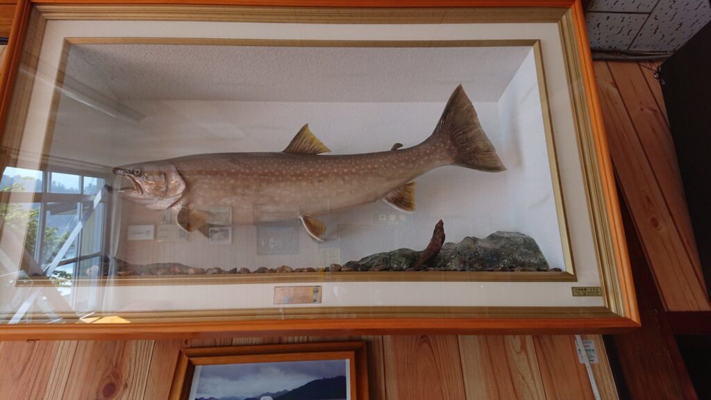 魚＊大イワナ(51cm)剥製  黒又第2ダム　大岩魚 魚＊大イワナ(51cm)剥製 黒又第2ダム 大岩魚 黒又湖の巨大イワナ