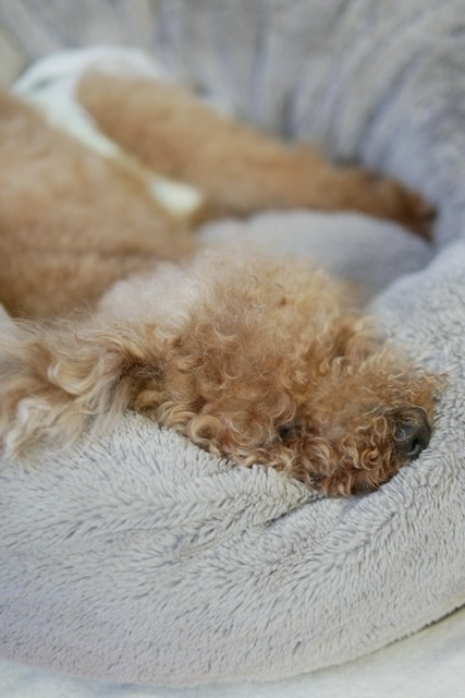眠れぬ夜_f0143227_06070347.jpeg