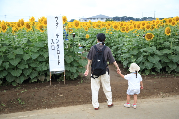 栃木県野木町・ひまわりフェスティバルその１_f0229832_09140858.jpg