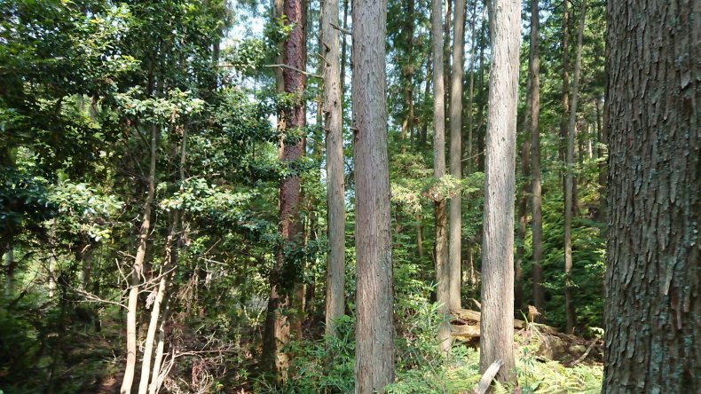 太陽系は約46億年前、銀河系(天の川銀河)の中心から約26,000光年離れた、オリオン腕の中に位置。_b0416633_19150827.jpg