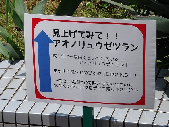 大阪市立花の文化園のアオノリュウゼツラン 彩の気まぐれ写真