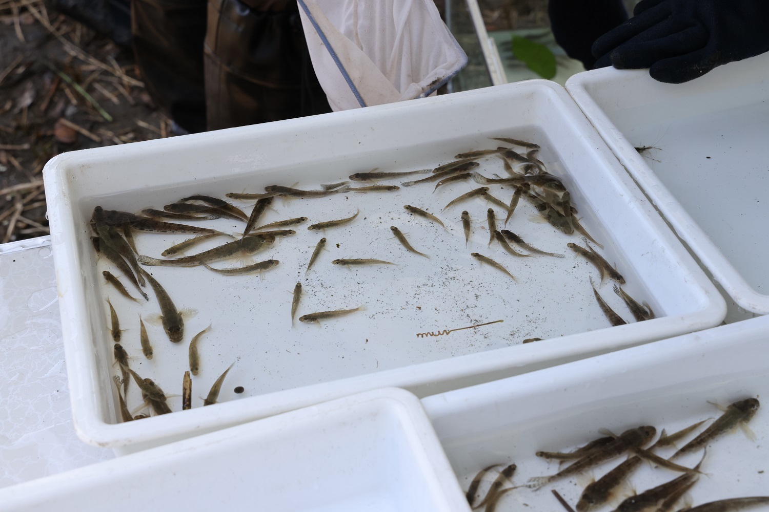★水生生物調査&お魚観察会のご報告(2022.7.27)_e0046474_14221068.jpg