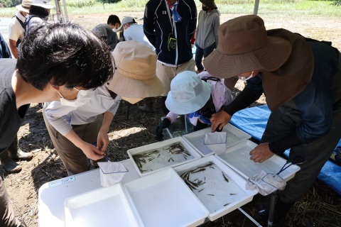 ★水生生物調査&お魚観察会のご報告(2022.7.27)_e0046474_14222189.jpg