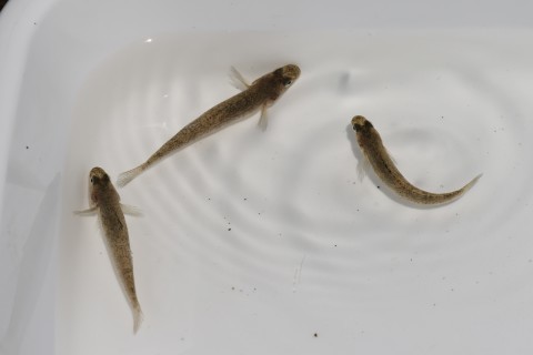 ★水生生物調査&お魚観察会のご報告(2022.7.27)_e0046474_16141533.jpg