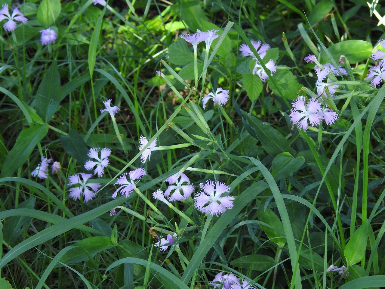 『上溝桜(ウワミズザクラ)や三葉空木(ミツバウツギ)等の実や桔梗(キョウ)等の花達~』_d0054276_20353888.jpg