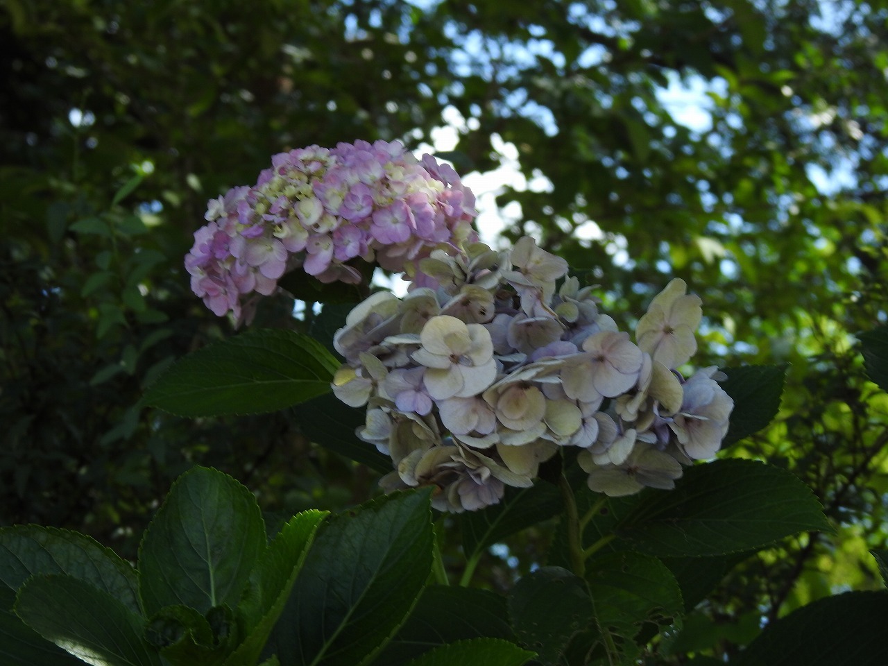 『上溝桜(ウワミズザクラ)や三葉空木(ミツバウツギ)等の実や桔梗(キョウ)等の花達~』_d0054276_20354434.jpg