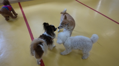 追いかけっこ!!_f0357682_13212555.jpg