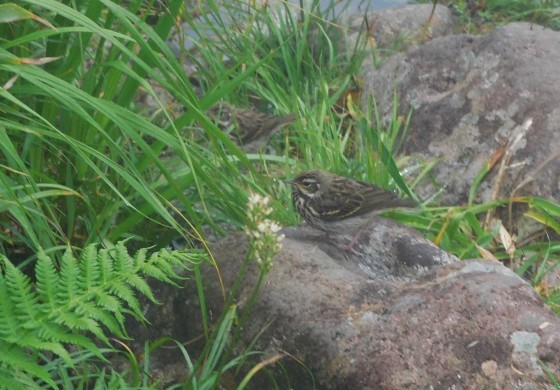 オゼコウホネを見に 7/25_f0118332_13171002.jpg