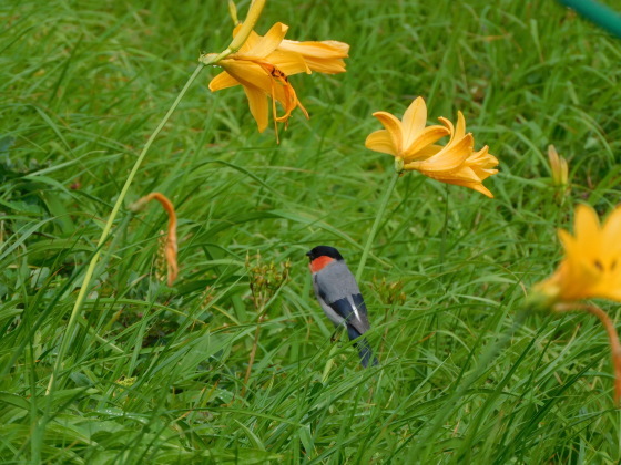 オゼコウホネを見に 7/25_f0118332_13200645.jpg