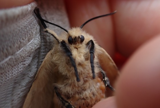 あげそびれている生き物たちなどの一部_f0118332_17082076.jpg