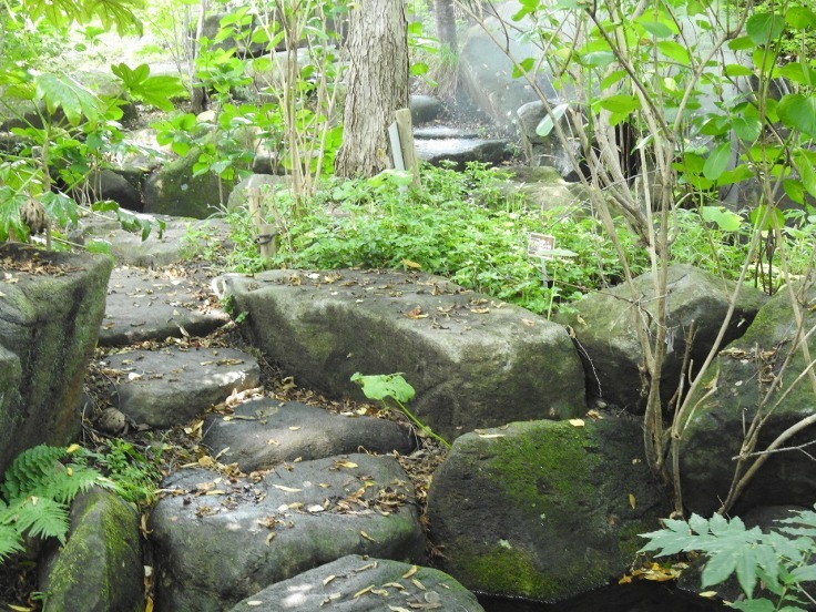 『苔生した散策路と羽黒蜻蛉(ハグロトンボ)や数珠玉(ジュズダマ)等・・・・・』_d0054276_20540908.jpg