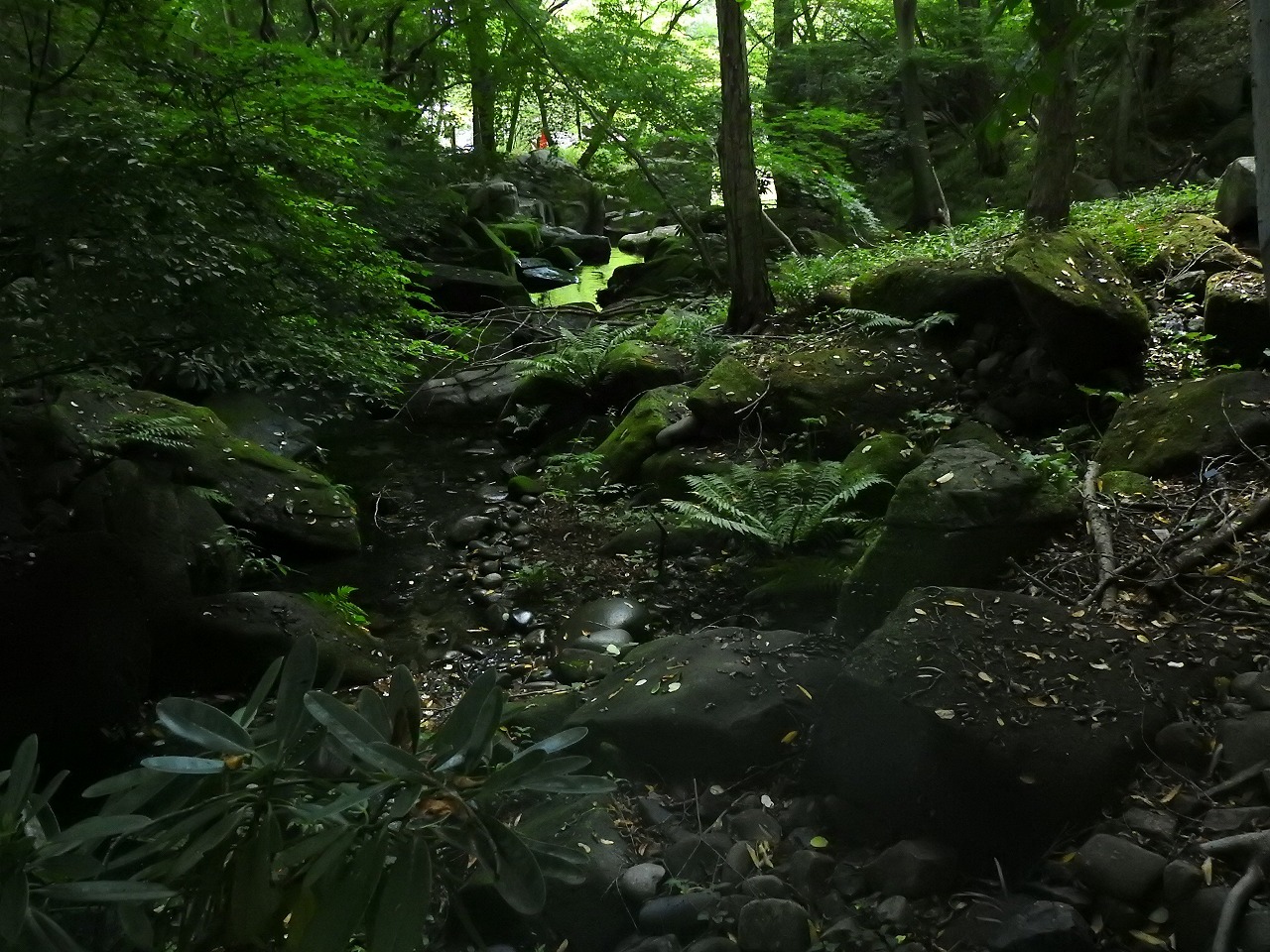 『苔生した散策路と羽黒蜻蛉(ハグロトンボ)や数珠玉(ジュズダマ)等・・・・・』_d0054276_20542660.jpg