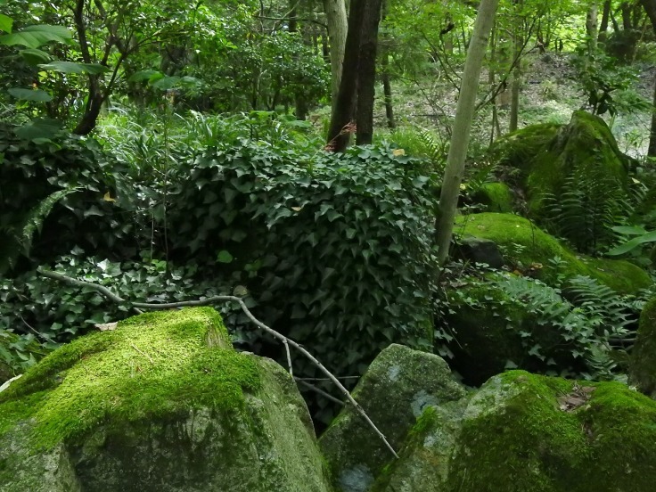 『苔生した散策路と羽黒蜻蛉(ハグロトンボ)や数珠玉(ジュズダマ)等・・・・・』_d0054276_20542925.jpg