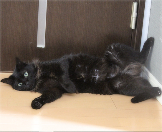 大阪の温度を猫が計る_a0389088_15025642.jpg