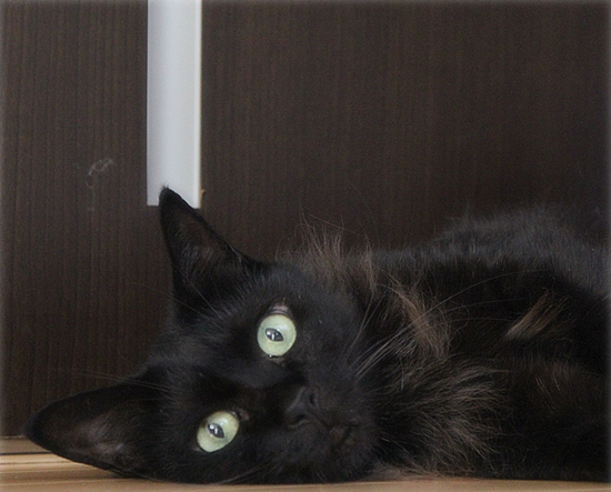 大阪の温度を猫が計る_a0389088_15025687.jpg