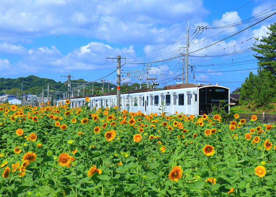 福ふくの里のひまわり・福岡県糸島市_e0093903_08462873.jpg