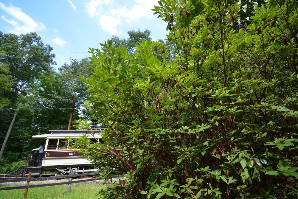 京都市電と夏の緑_e0373930_17363036.jpg