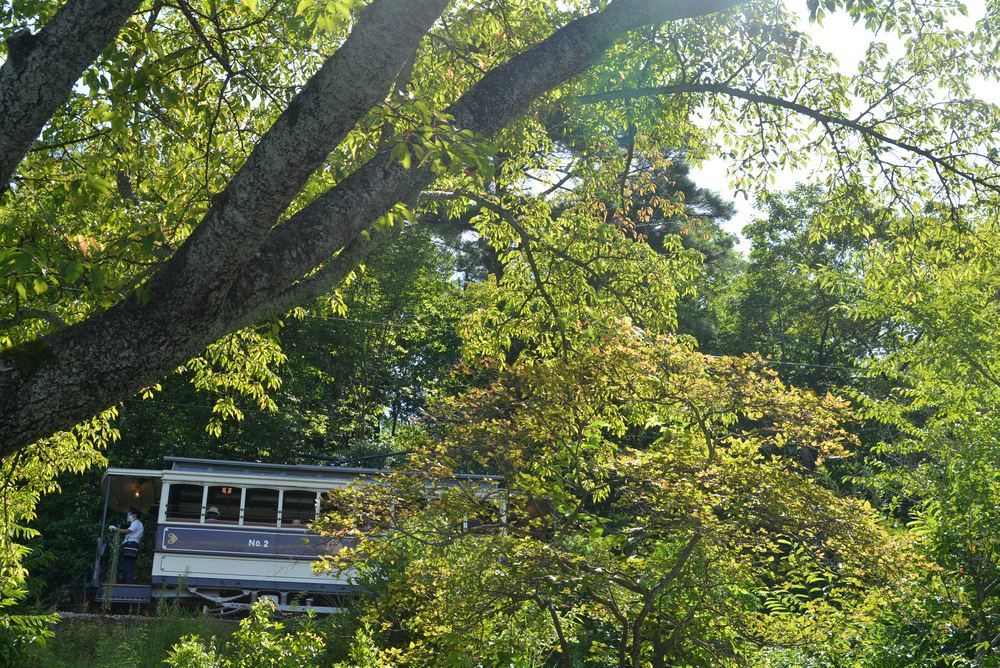 京都市電と夏の緑_e0373930_17363039.jpg