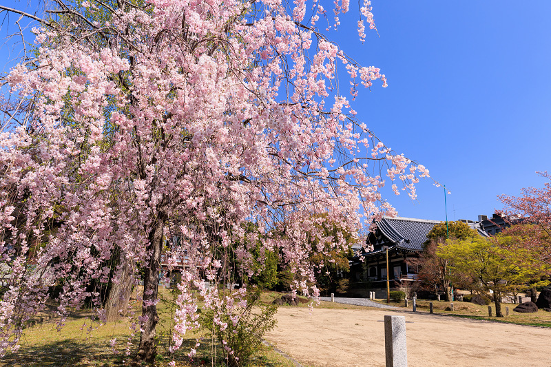 2022桜咲く京都　智積院のしだれ桜_f0155048_20081761.jpg