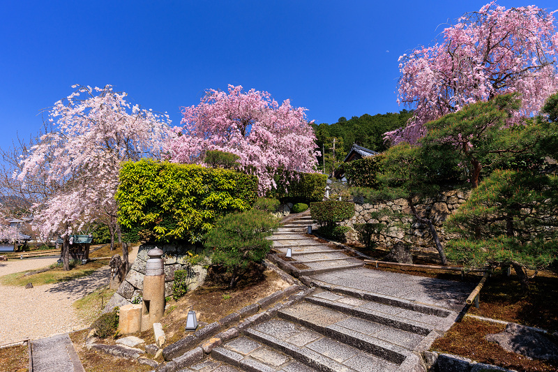 2022桜咲く京都　圓光寺のしだれ桜_f0155048_21254581.jpg