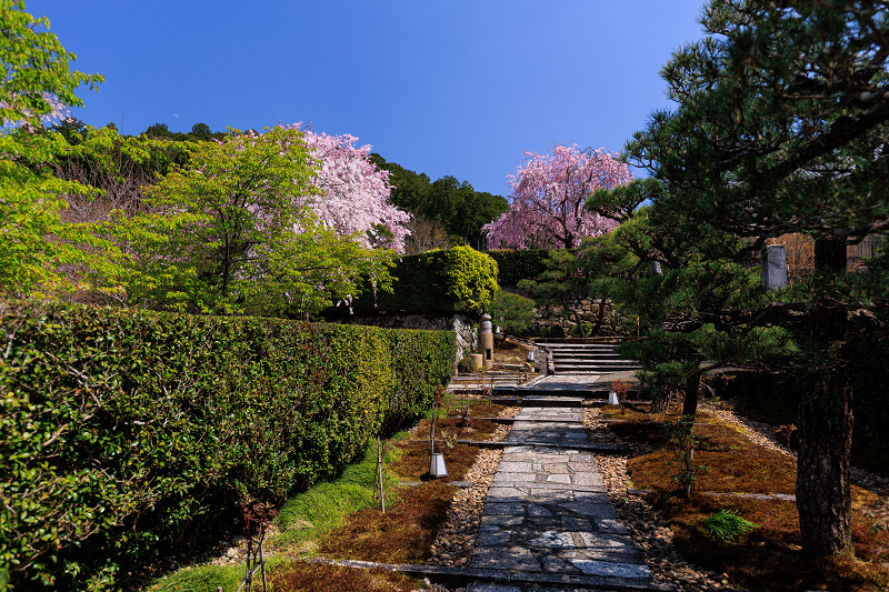2022桜咲く京都　圓光寺のしだれ桜_f0155048_21260696.jpg
