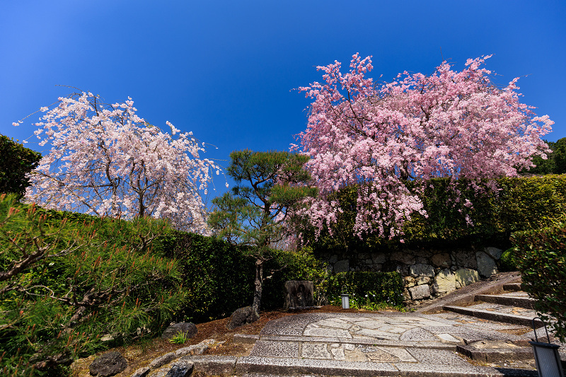 2022桜咲く京都　圓光寺のしだれ桜_f0155048_21262721.jpg