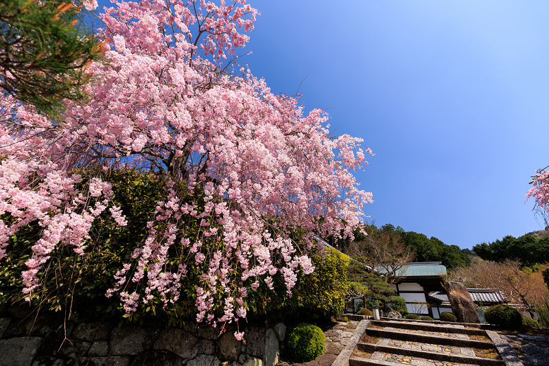 2022桜咲く京都　圓光寺のしだれ桜_f0155048_21263097.jpg
