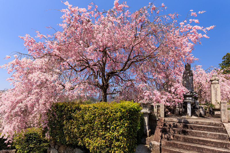 2022桜咲く京都　圓光寺のしだれ桜_f0155048_21263650.jpg