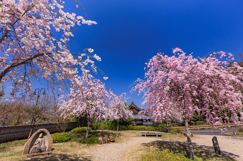 2022桜咲く京都　圓光寺のしだれ桜_f0155048_21265450.jpg