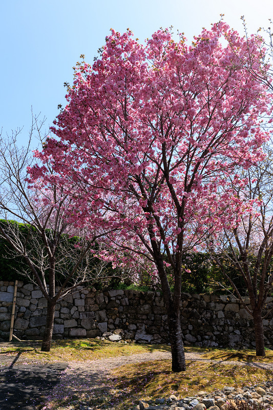 2022桜咲く京都　圓光寺のしだれ桜_f0155048_21270049.jpg