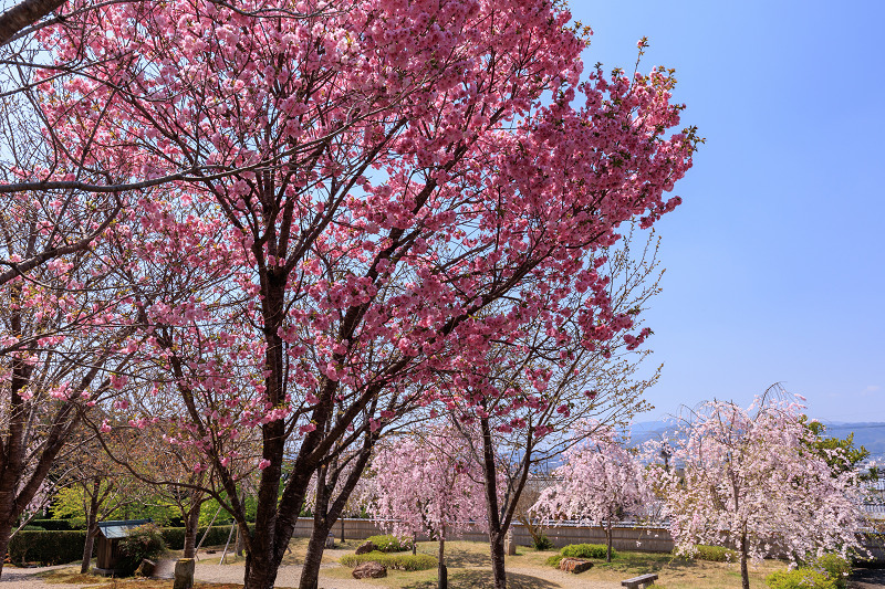 2022桜咲く京都　圓光寺のしだれ桜_f0155048_21271247.jpg