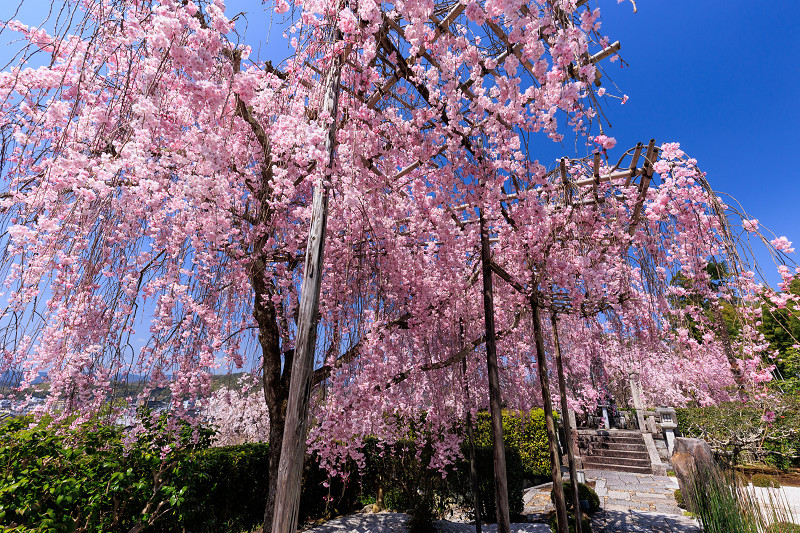 2022桜咲く京都　圓光寺のしだれ桜_f0155048_21272319.jpg